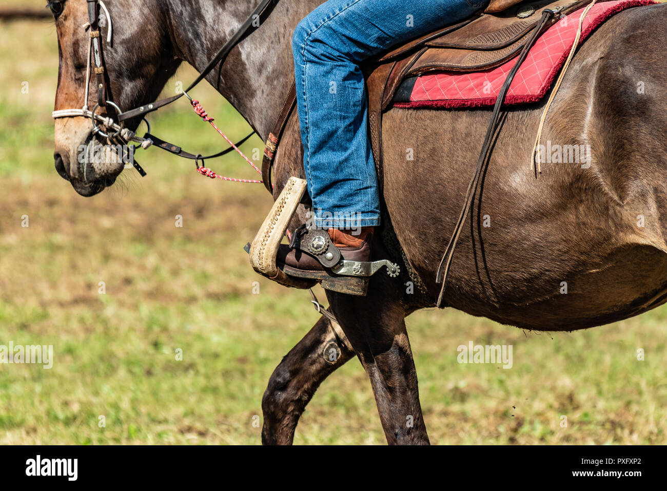 Horse rider with knife and blue jeans. Scenes from a rodeo and equestrian  show, warming up phase, details of saddles, clothing, stirrups and brown  hor Stock Photo - Alamy