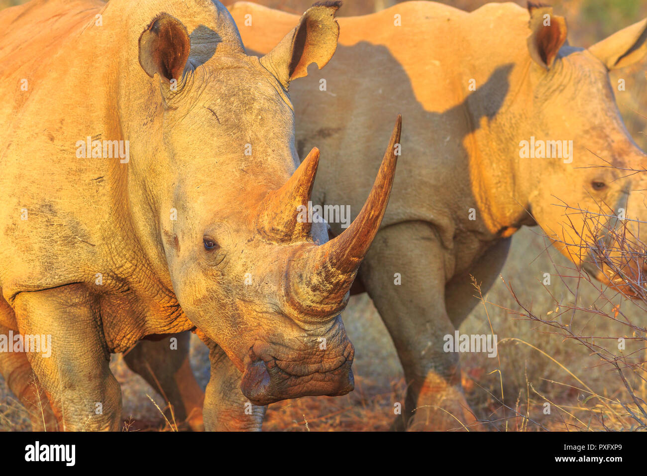 Detail of the horn of a White Rhinoceros, Ceratotherium simum, also called camouflage rhinoceros at sunset light standing in bushland habitat, South Africa. The Rhinos is part of Big Five. Stock Photo