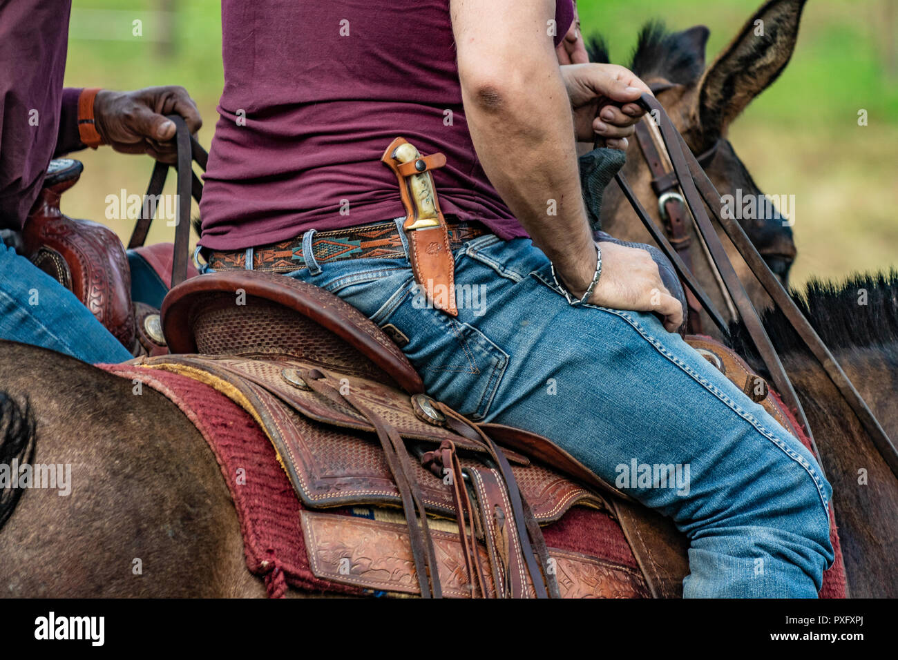 Horse rider with knife and blue jeans. Scenes from a rodeo and equestrian show, warming up phase, details of saddles, clothing, stirrups and brown hor Stock Photo