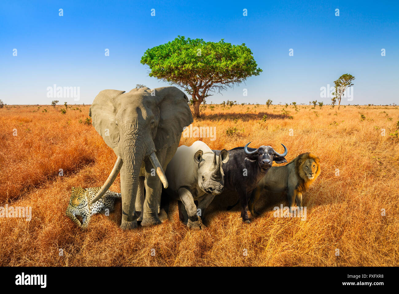 Africa safari scene with wild animals. African Big Five: Leopard, Elephant, Black Rhino, Buffalo and Lion in savannah landscape. Copy space with blue sky. Wildlife background. Stock Photo