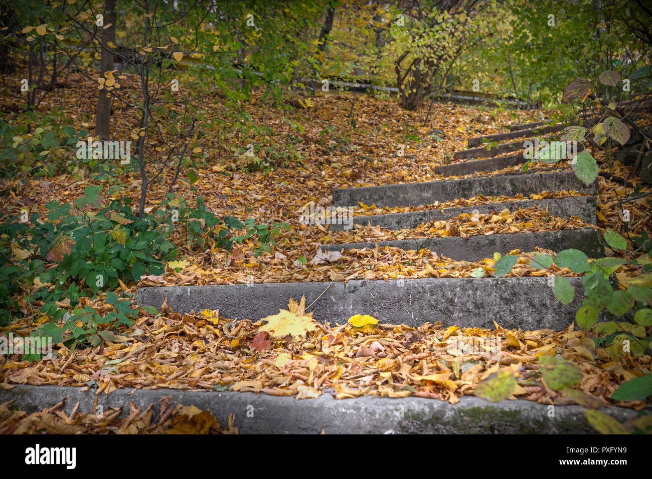 Yellow foilage autumn fall halloween season leaves in a stair case stps ina  public park in Romania Stock Photo - Alamy