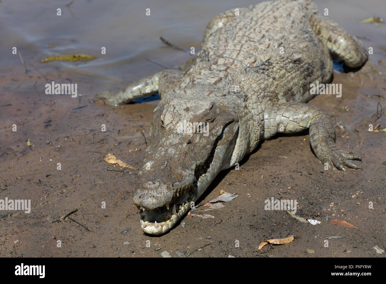 Sacred crocodile in Sabou, Burkina Faso, Africa Stock Photo - Alamy