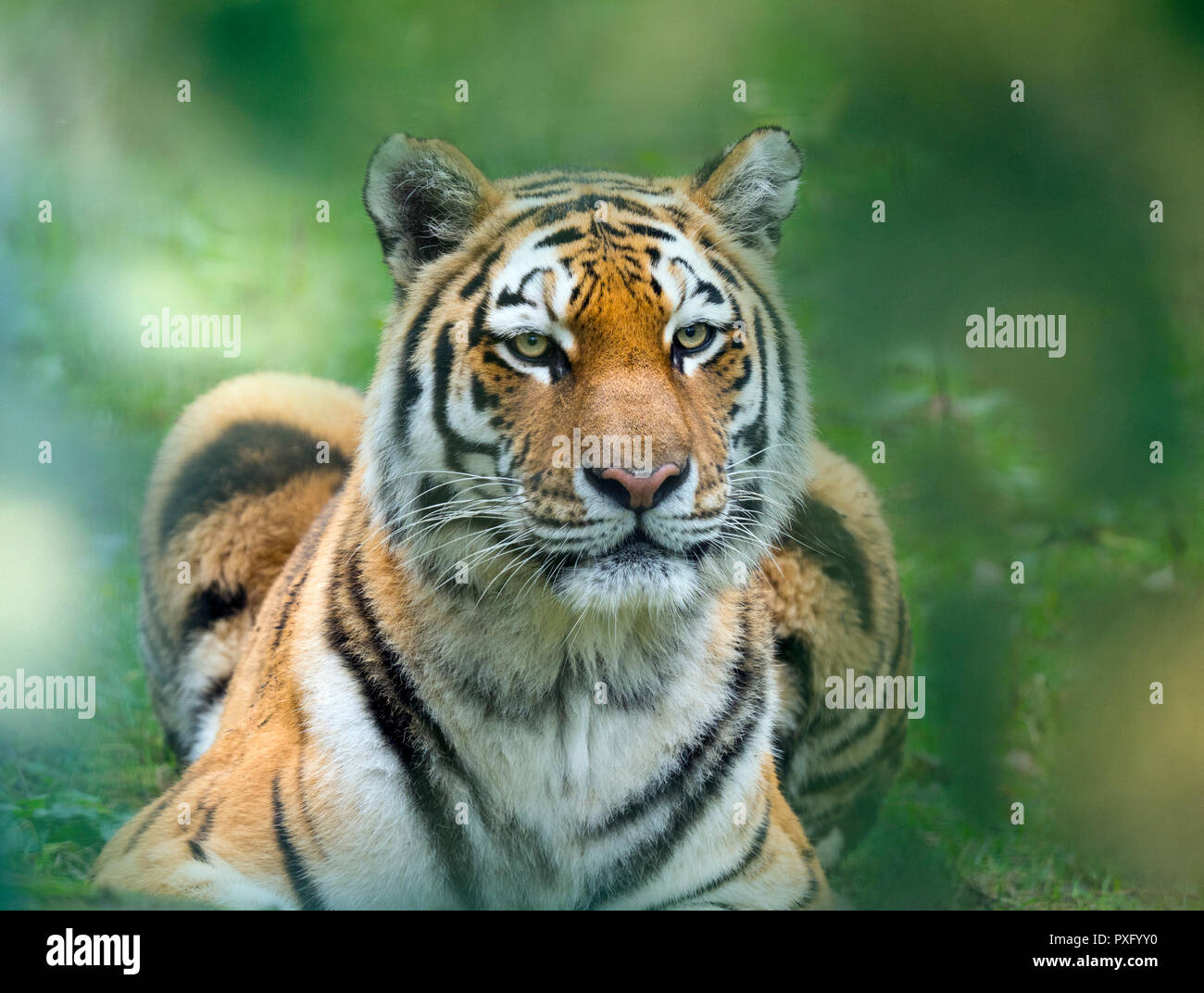 Siberian tiger Panthera tigris tigris  or Amur tiger Stock Photo