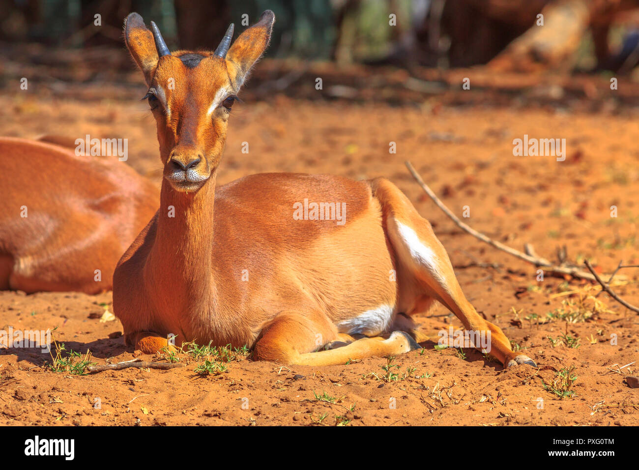 Front view of Springbok female, Antidorcas marsupialis, sitting in red sand desert. UMkhuze Game Reserve in South Africa.The springbok is a medium-sized antelope. Stock Photo