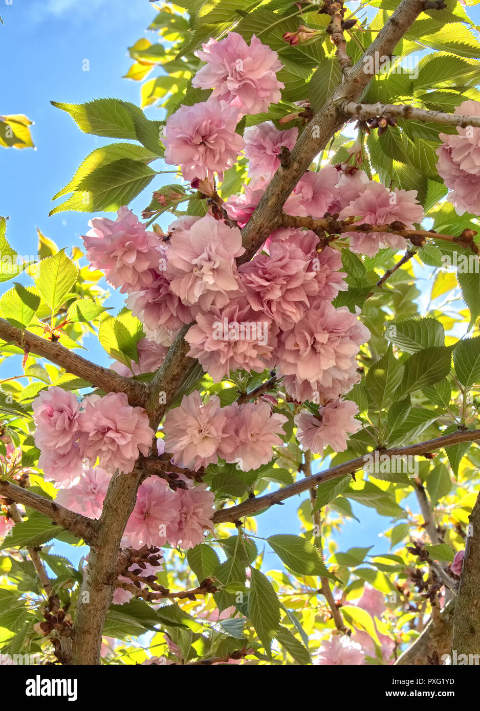 Weeping cherry hires stock photography and images Alamy