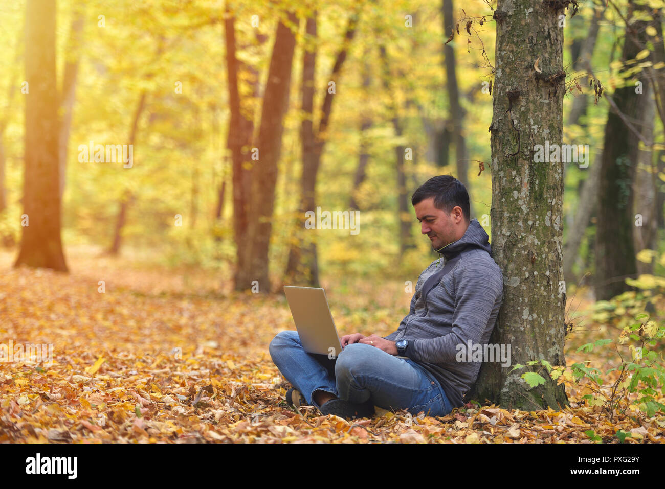 Man with laptop in forest, autumn colors, sunset warm light Stock Photo
