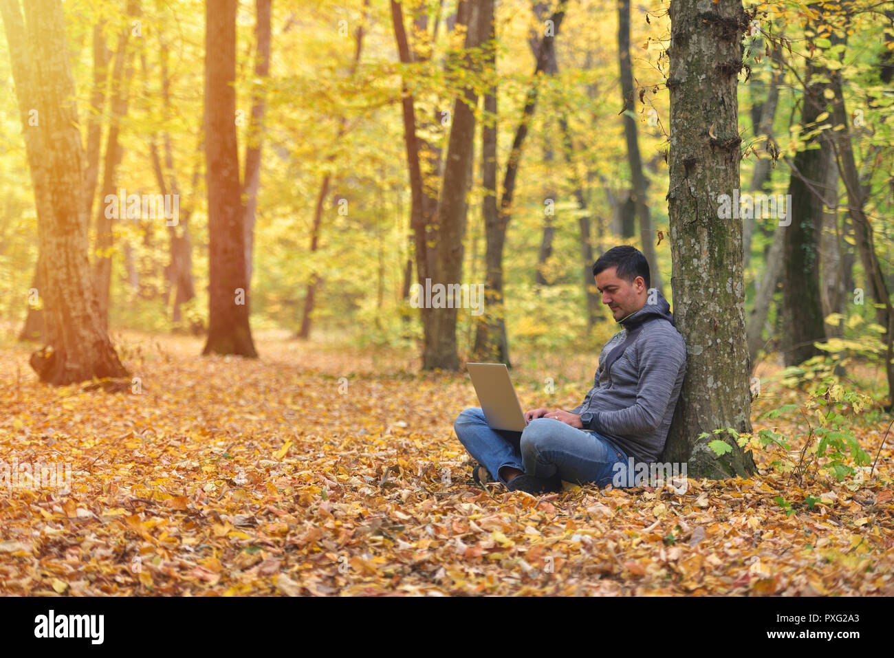 Man with laptop in forest, autumn colors, sunset warm light Stock Photo