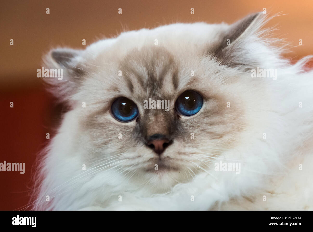Lilac Point Birman Cat Stock Photos Lilac Point Birman Cat Stock