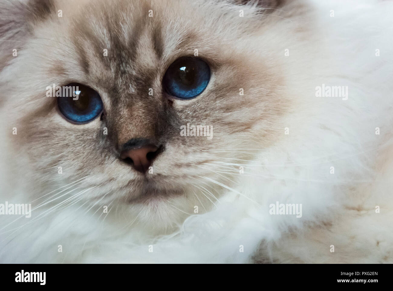 Close up facial shot of a Birman pedigree cat with big blue eyes Stock Photo
