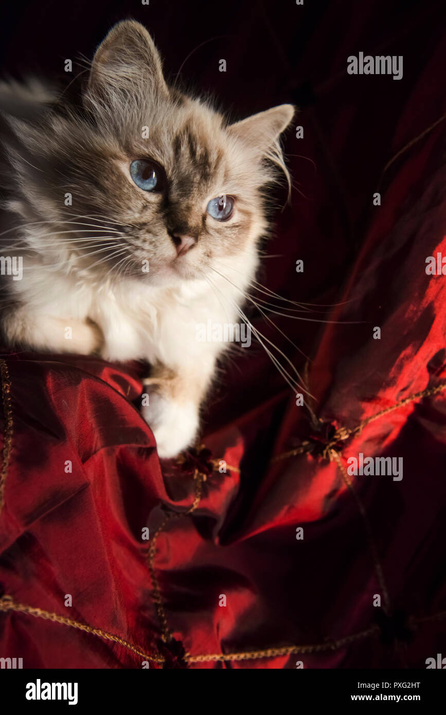 Birman cat curled up on a red velvet blanket Stock Photo