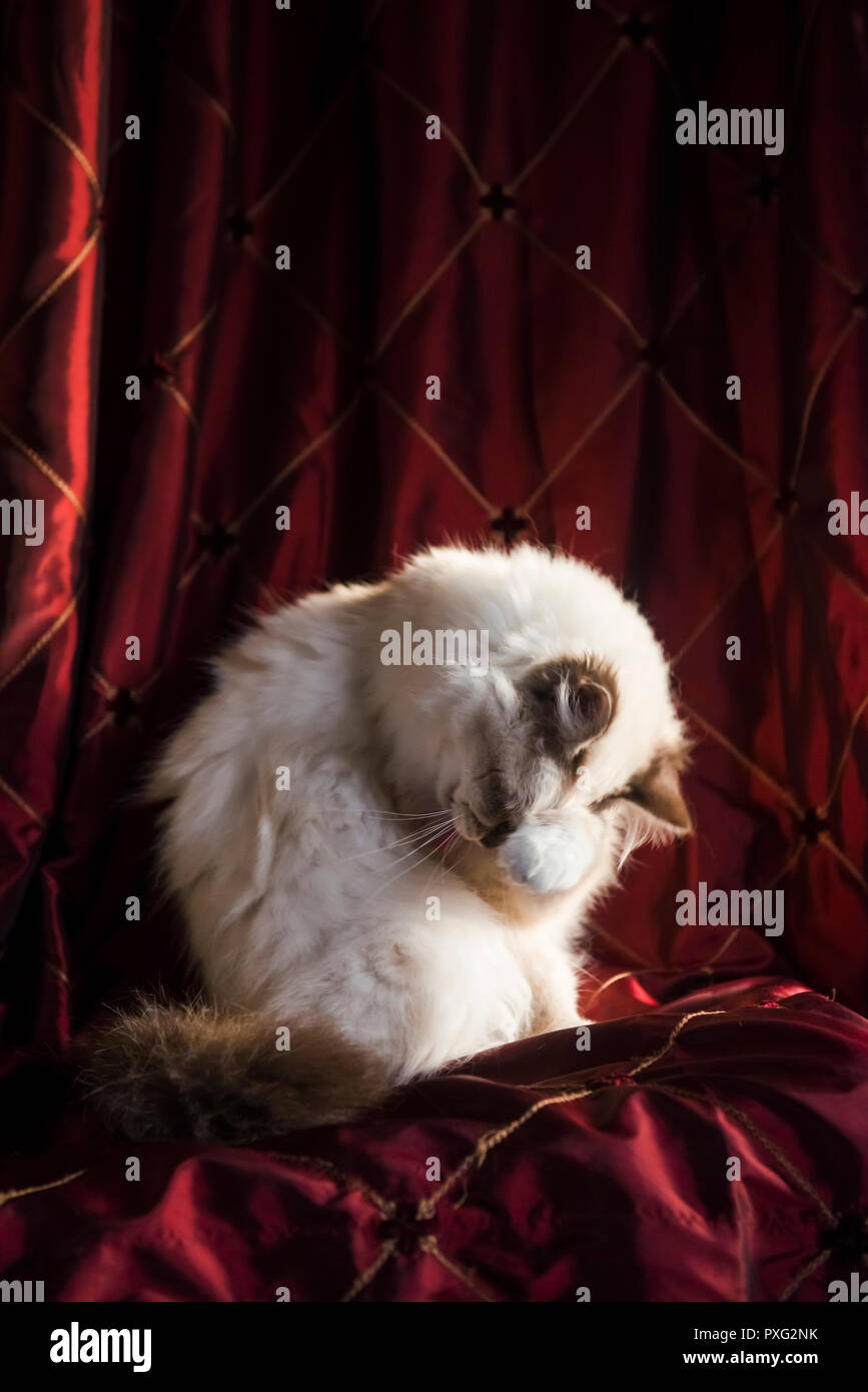 Birman cat preening itself against a plush red velvet curtain Stock Photo