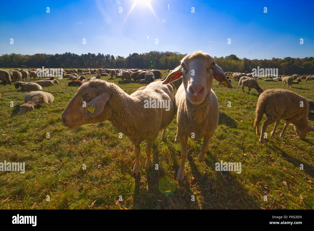 Schafe auf der Weide - Sheeps on the green Stock Photo