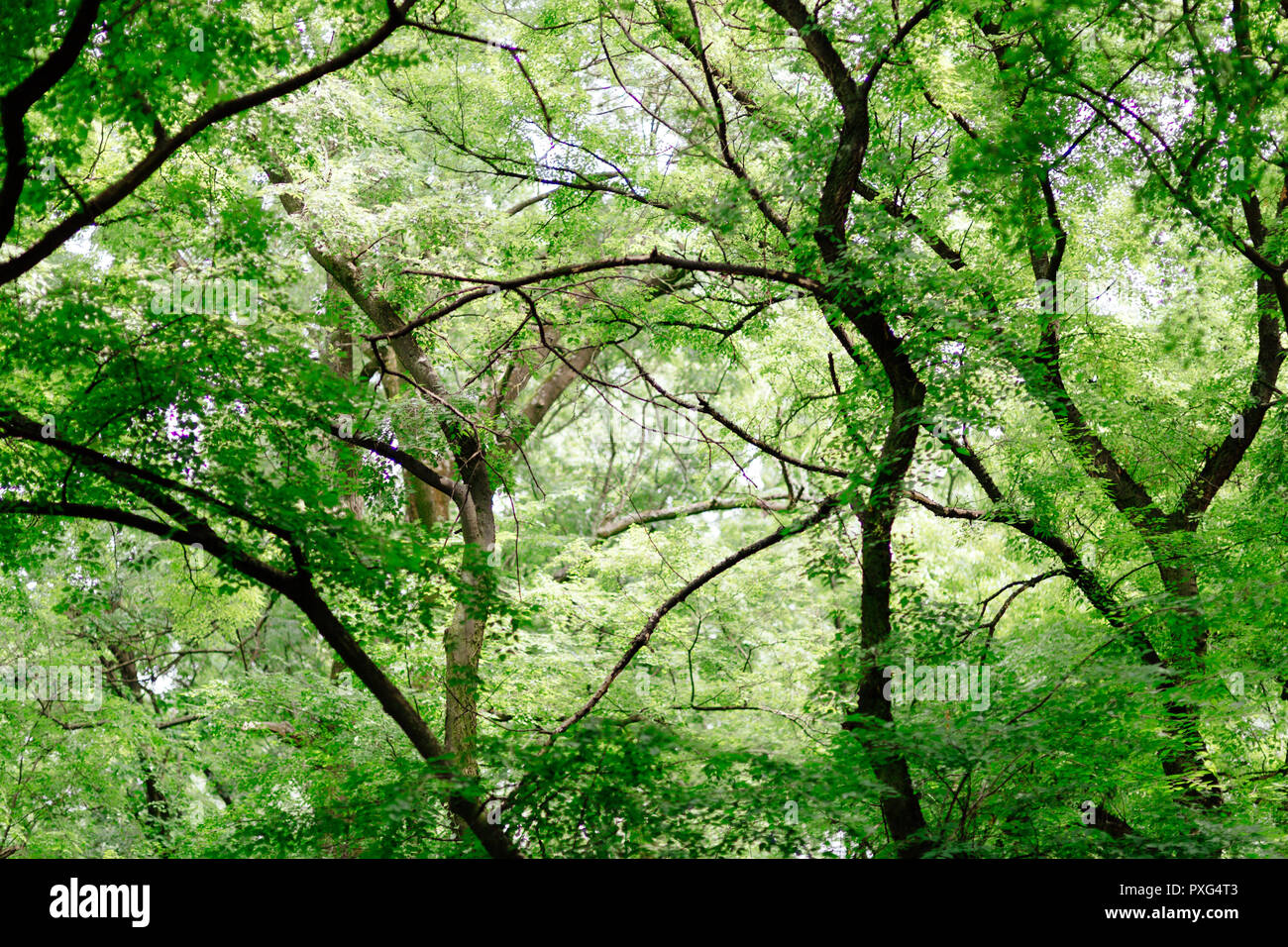 Green pine color landscape hi-res stock photography and images - Alamy