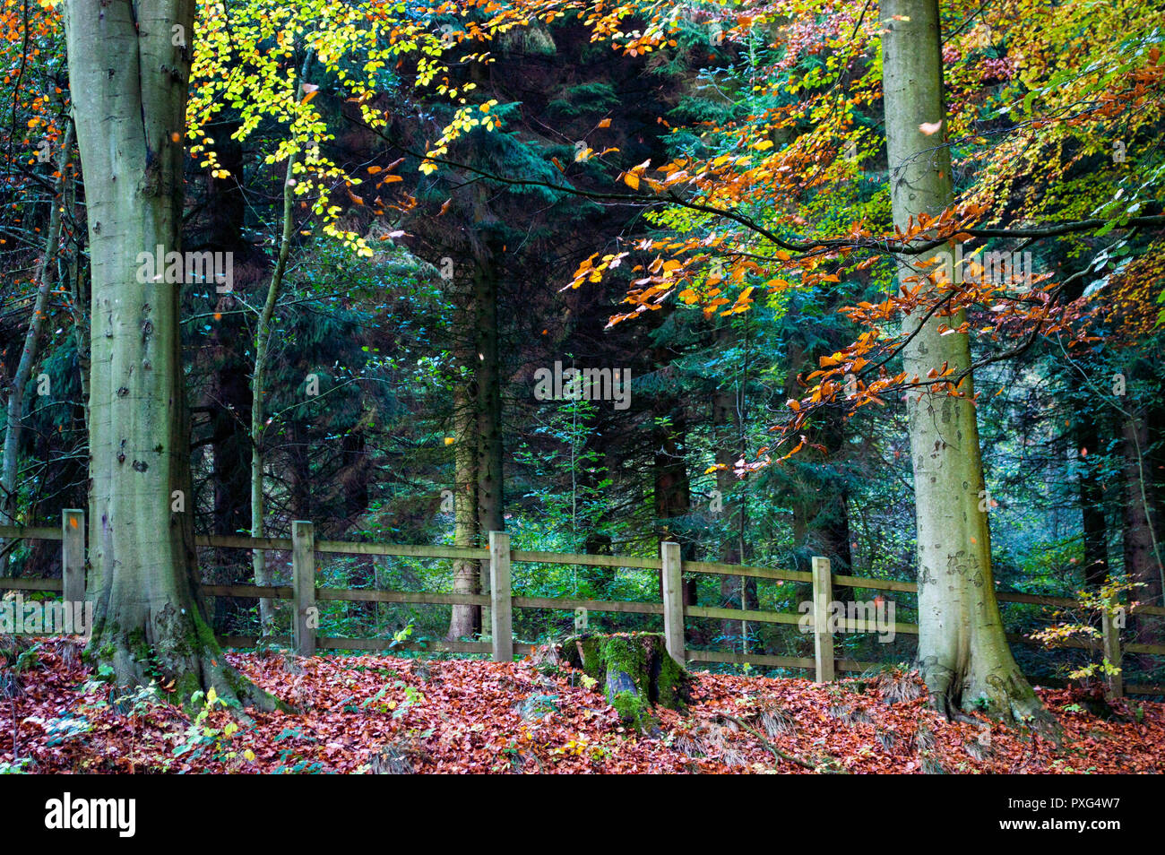 Leaves falling off trees during autumn in the Peak District, UK Stock Photo