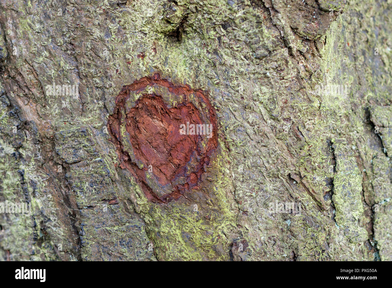 Love heart shape carved into tree bark, England, UK Stock Photo