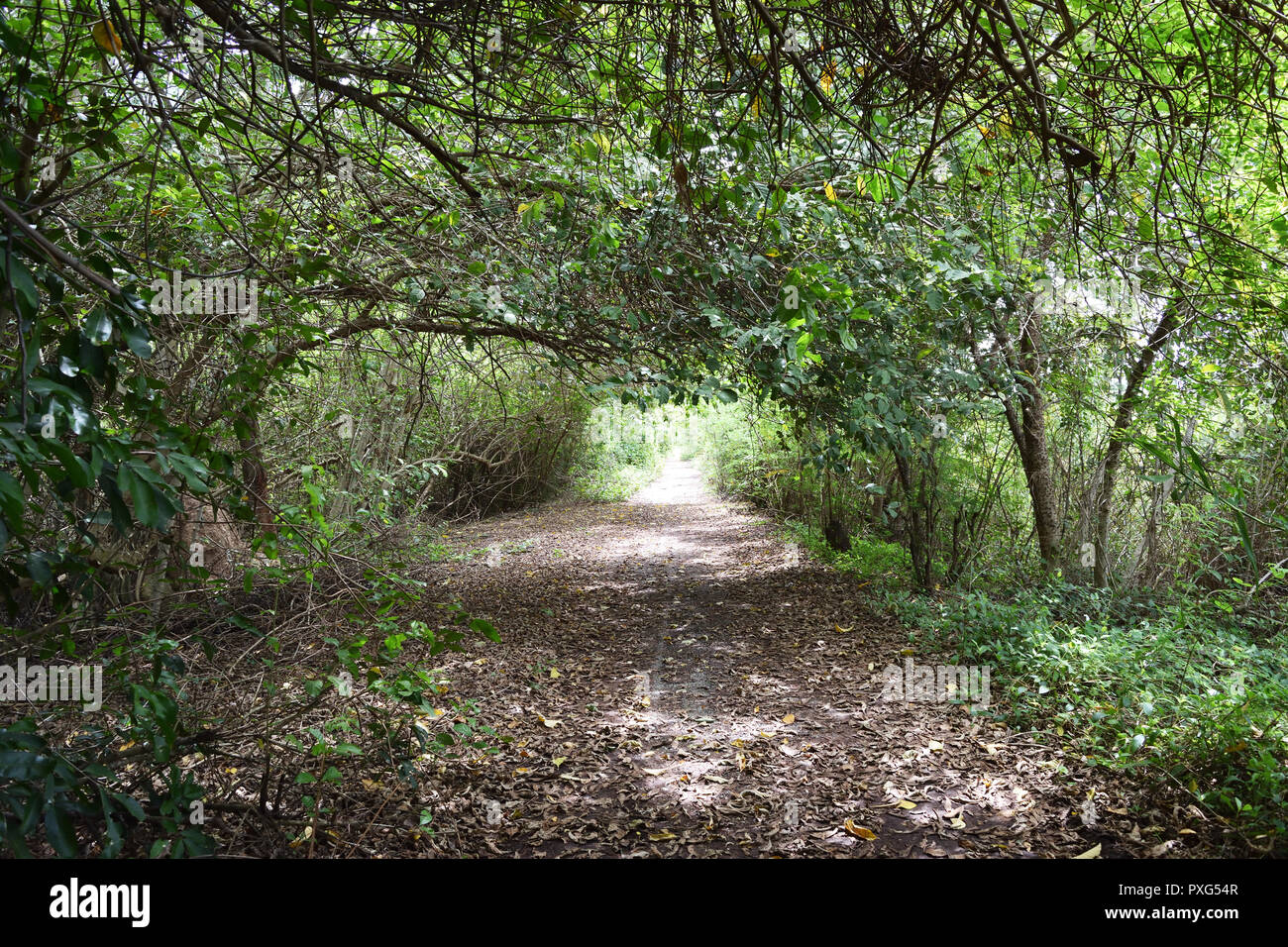 The road in forest covered with green and brown leaves , Beautiful tree tunnel in the jungle , Thailand Stock Photo