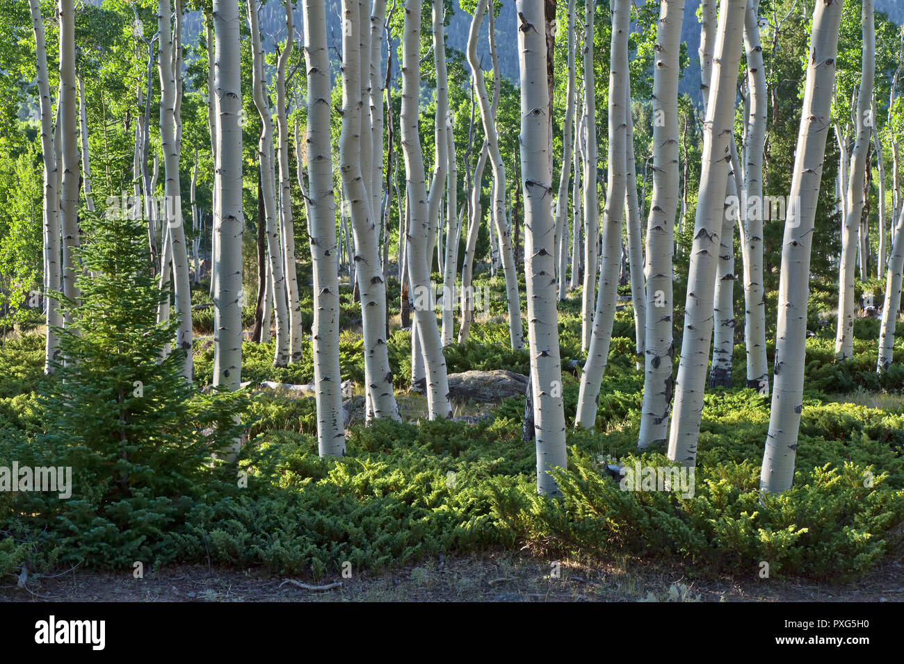 Quaking Aspen Grove 'Pando Clone' , also known as Trembling Giant, Clonal colony of an individual male quaking aspen. Stock Photo