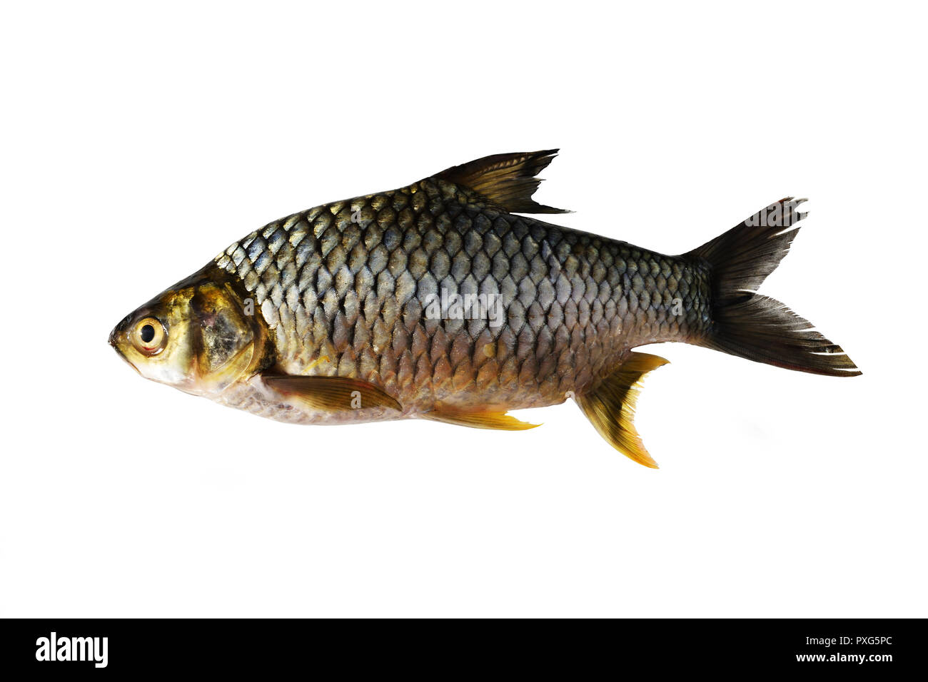 Java barb, Fish isolated on white background , Important aquacultur freshwater species in Thailand Stock Photo