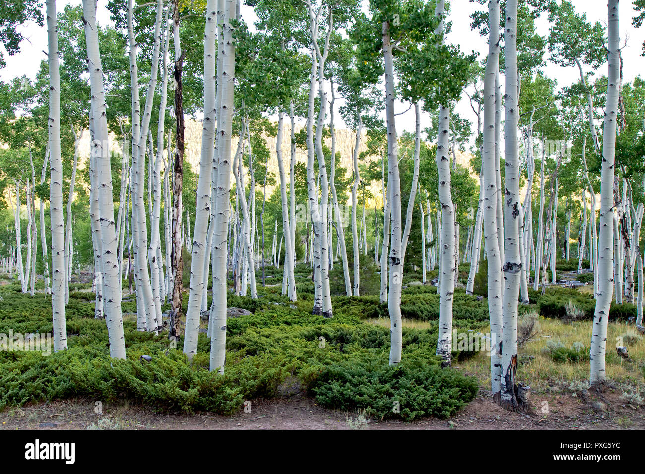 Quaking Aspen Grove 'Pando Clone' , also known as Trembling Giant, Clonal colony of an individual male quaking aspen. Stock Photo