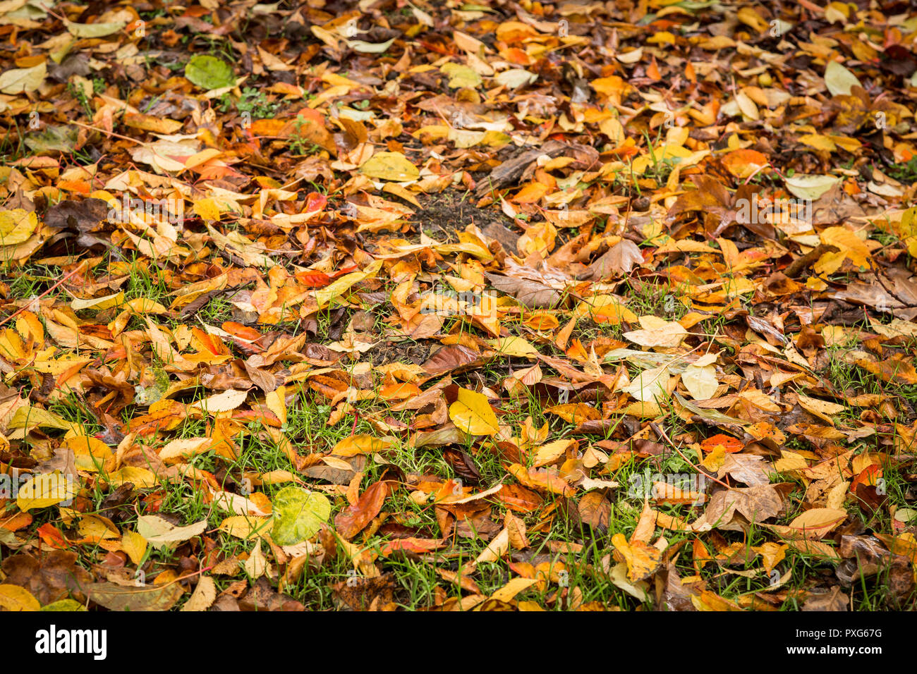 Autumn leaves on ground covering the grass Stock Photo