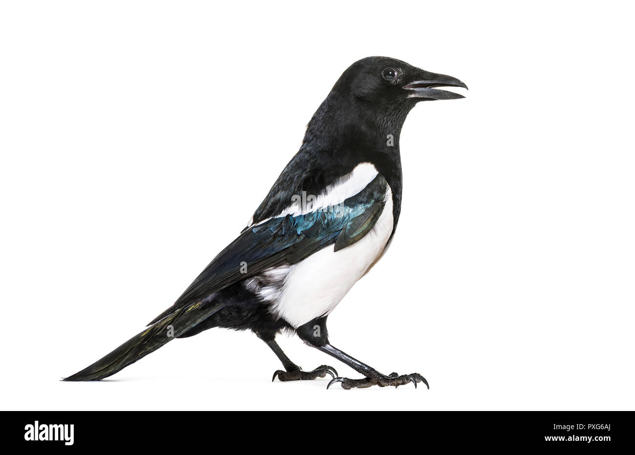 Common Magpie, Pica pica, in front of white background Stock Photo