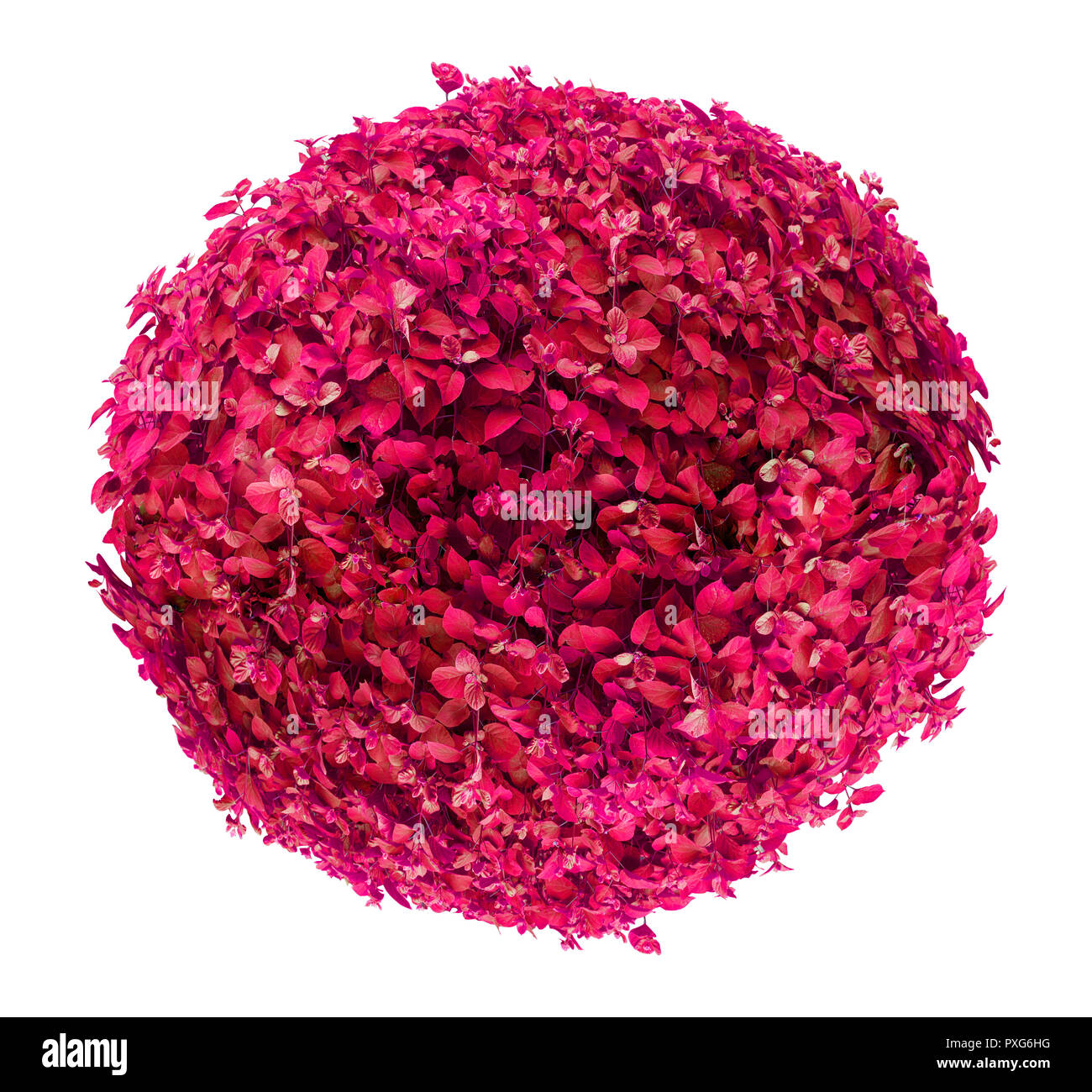 Beautiful ball shaped pink/red bush isolated on white background Stock Photo