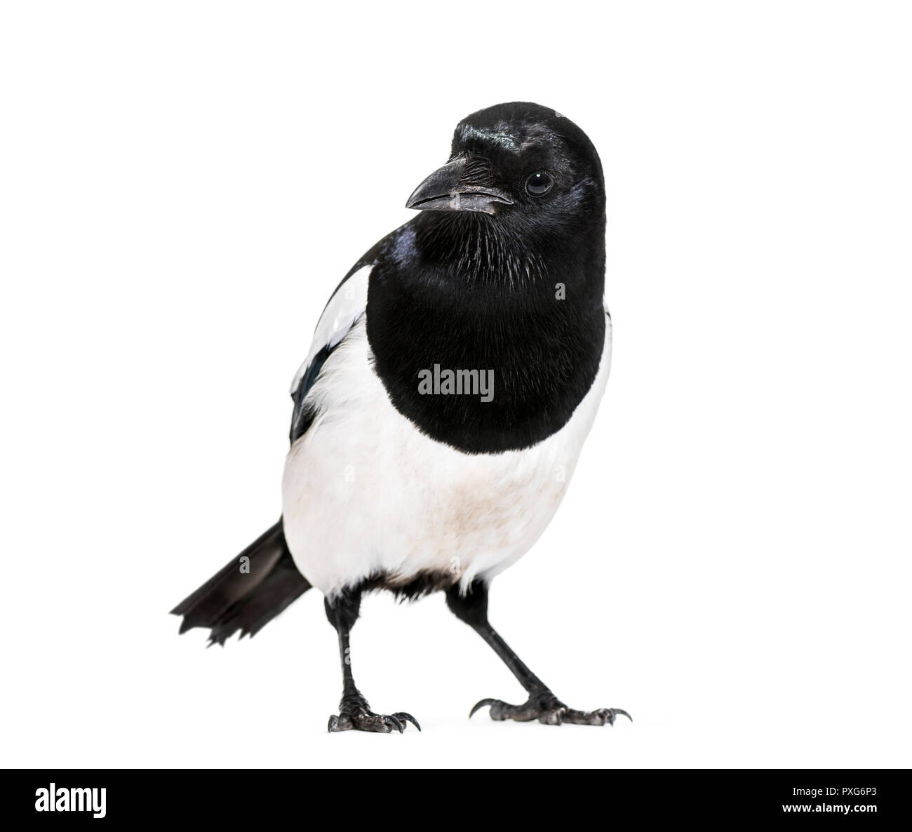 Common Magpie, Pica pica, in front of white background Stock Photo