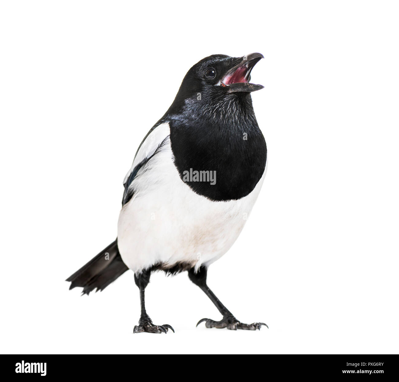 Common Magpie, Pica pica, in front of white background Stock Photo - Alamy