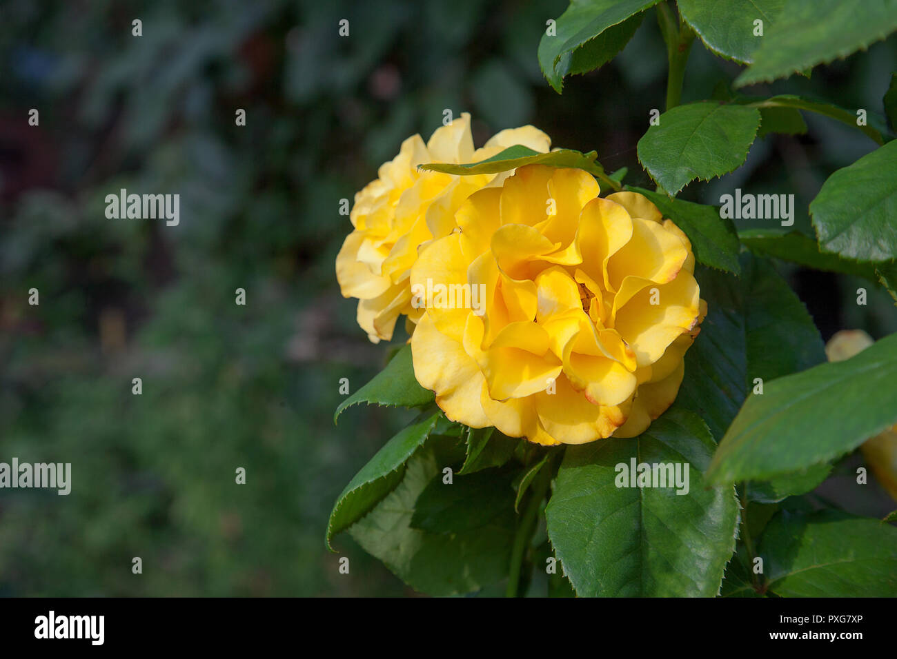 Garden yellow rose bush blooming hires stock photography and images