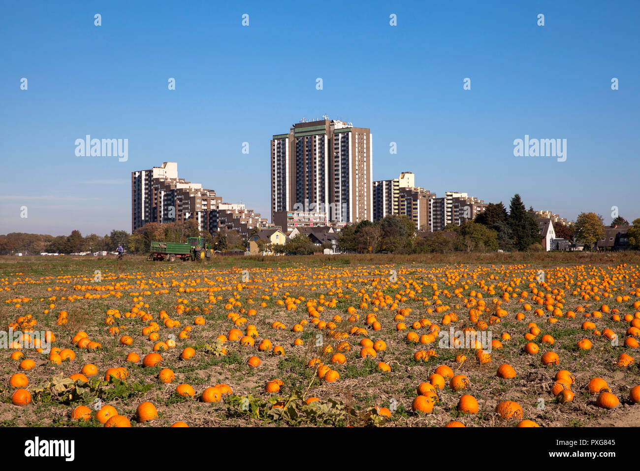 highrise complex Auf dem Koelnberg in the district Meschenich, field with pumkins, Cologne