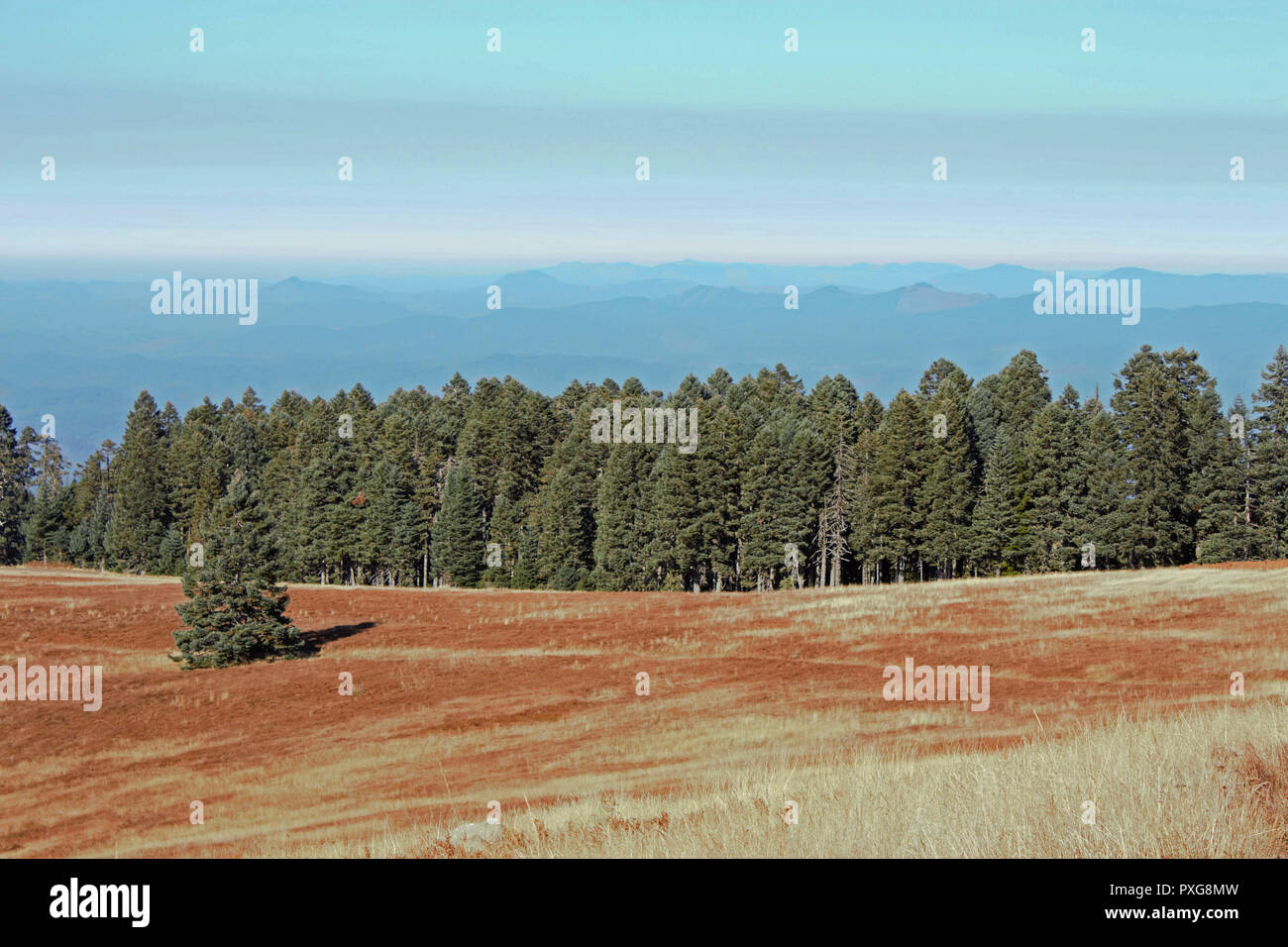 A stand of majestic fir trees line a high mountain meadow on Mary's