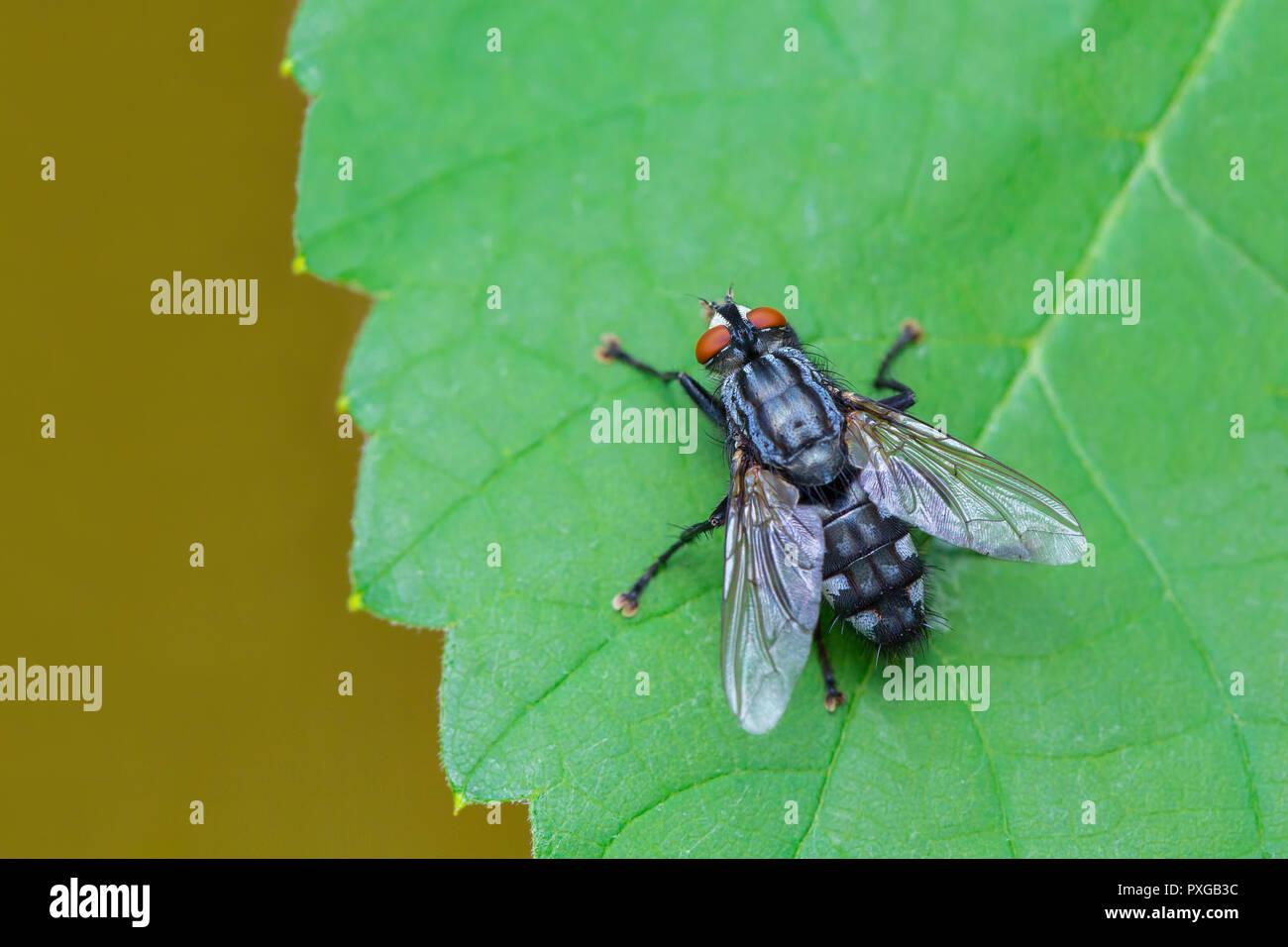Blue fly sits on green grape leaf in nature Stock Photo