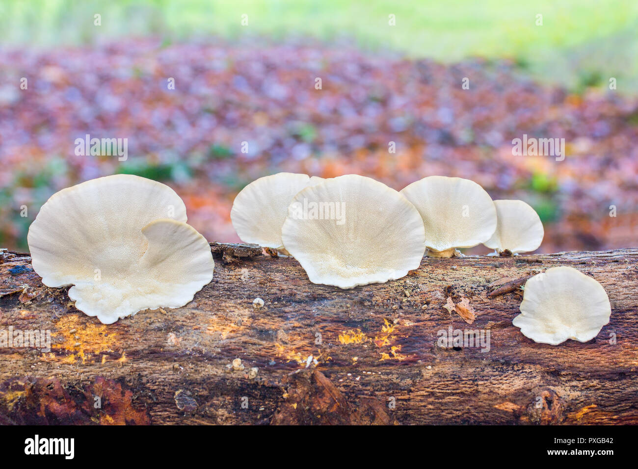 Flat white mushrooms growing on tree trunk in forest Stock Photo