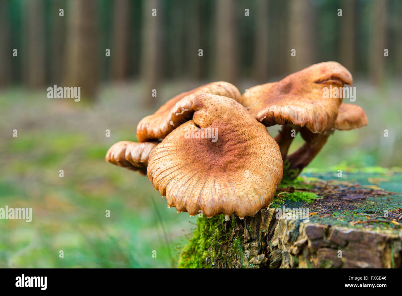 Group of brown mushrooms on tree stump in forest Stock Photo