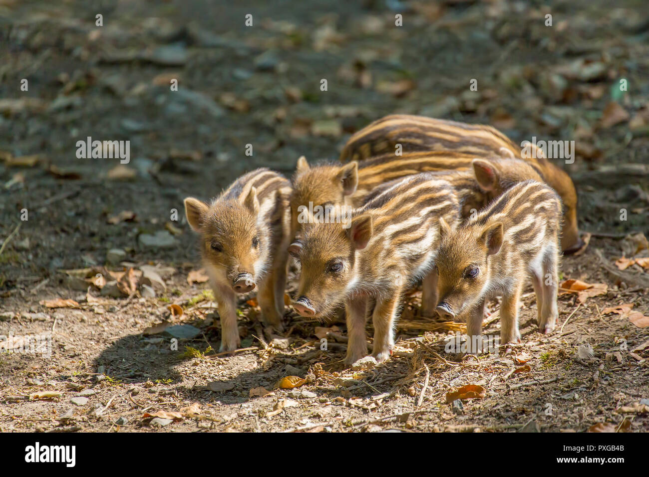 Group newborn wild boars standing together on ground Stock Photo