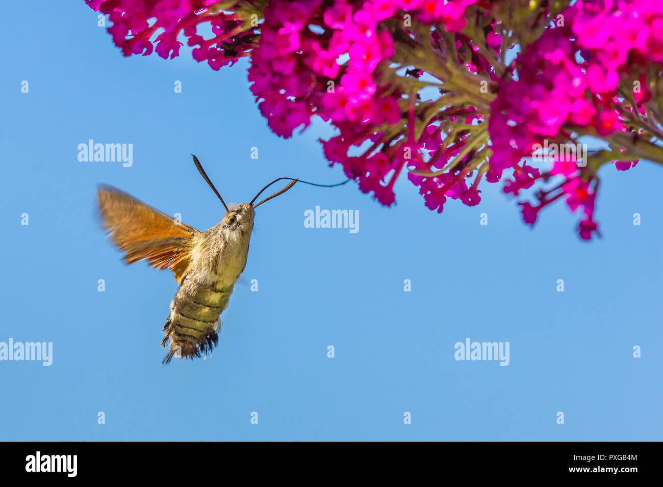 Eating nectar hi-res stock photography and images - Alamy