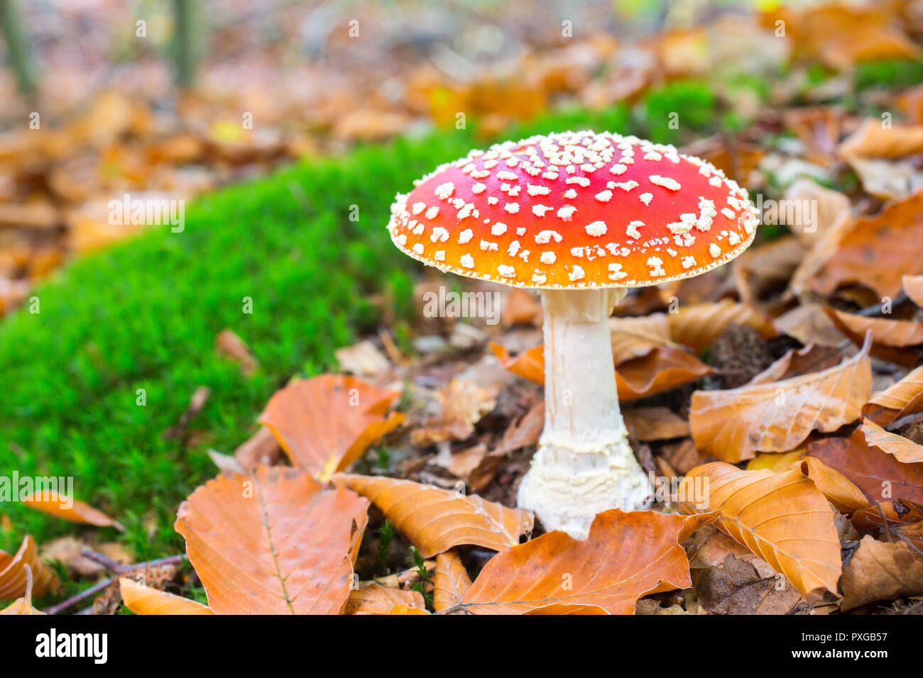 One blooming fly agaric red with white spots in forest Stock Photo