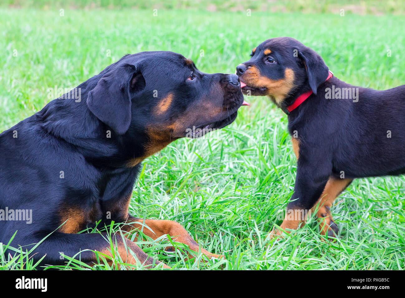 Puppy and adult rottweiler licking each other in grass Stock Photo