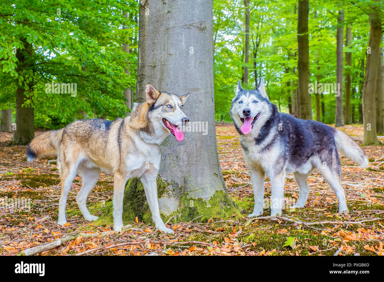 Two huskies standing together near beech trees Stock Photo
