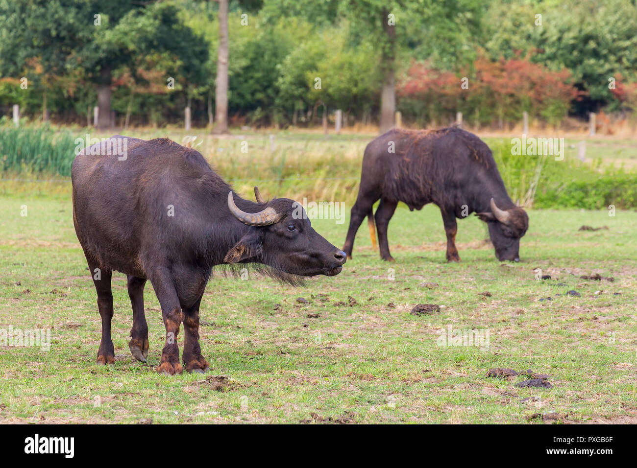 Two black water buffaloes grazing in european pasture Stock Photo