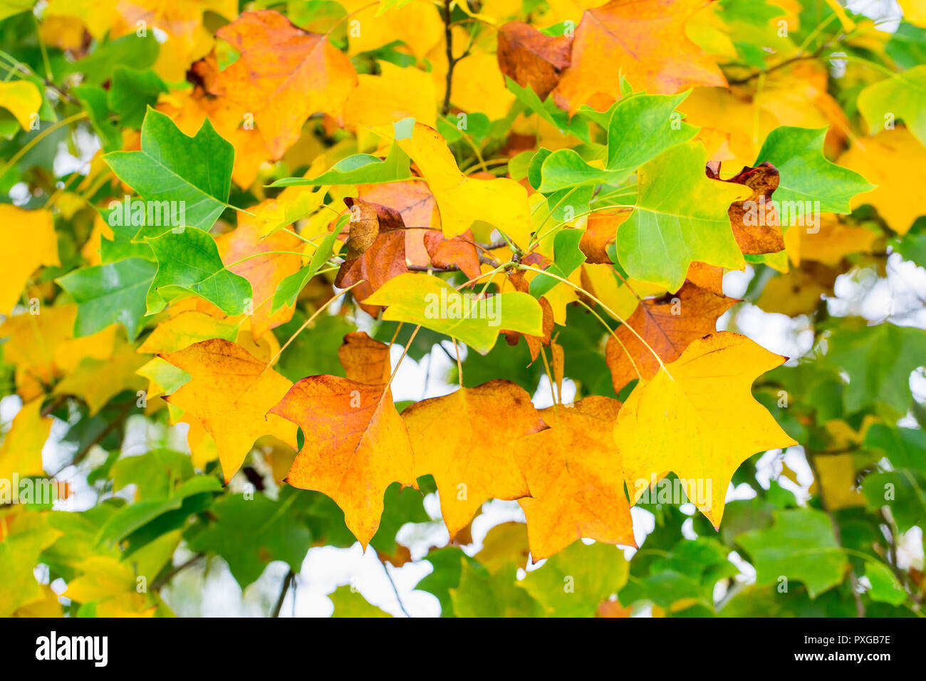 Yellow and green leaves on branch of tree in autumn Stock Photo