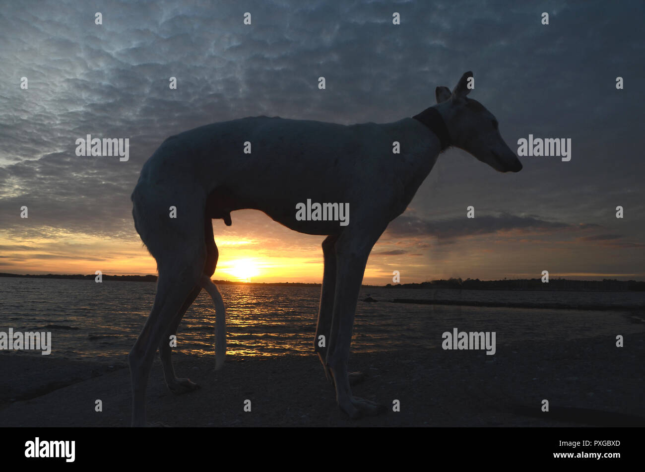 Podenco dog seen as a ailhouette in evening light. Stock Photo