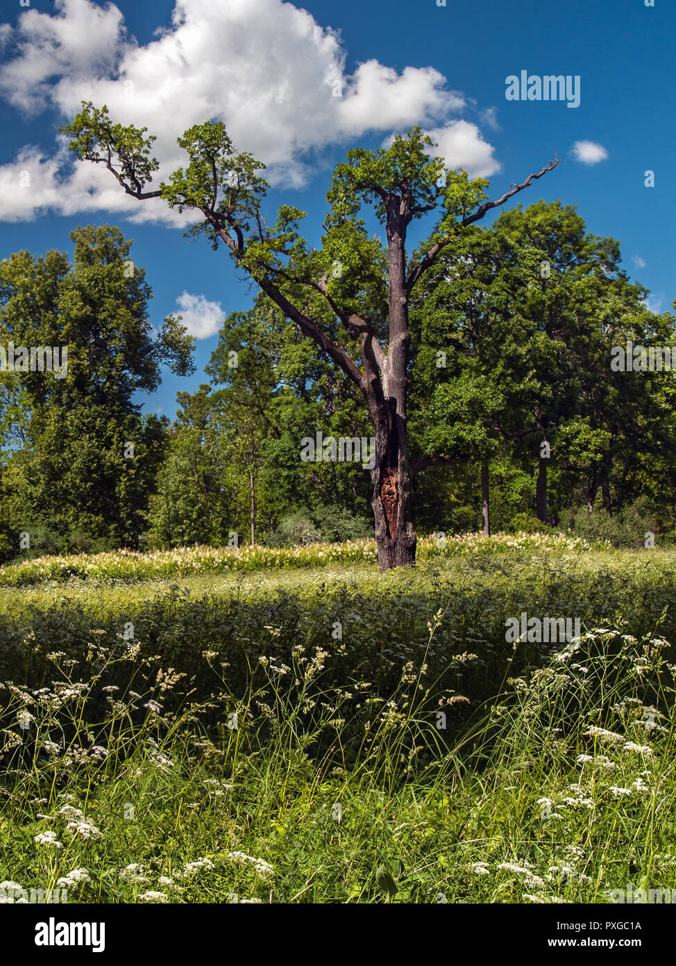 In the middle of a blooming field stands a lonely dry tree against a blue sky and forest in the summer in sunny weather. Stock Photo