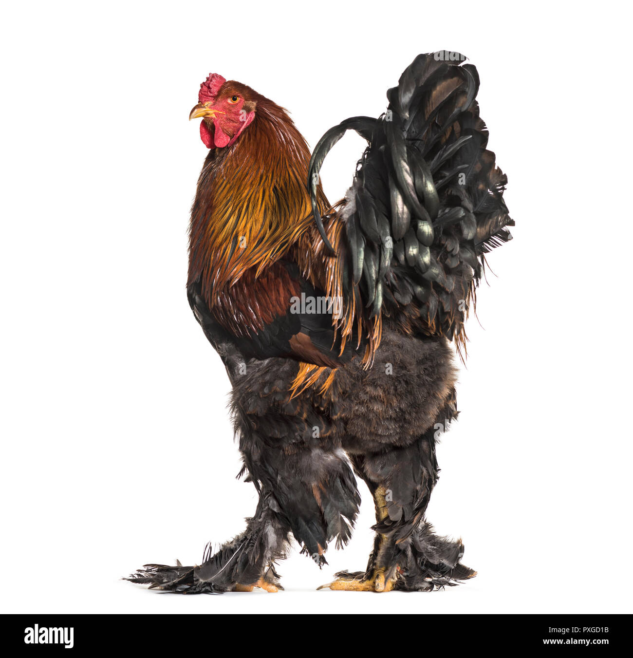 Brahma rooster, standing against white background Stock Photo