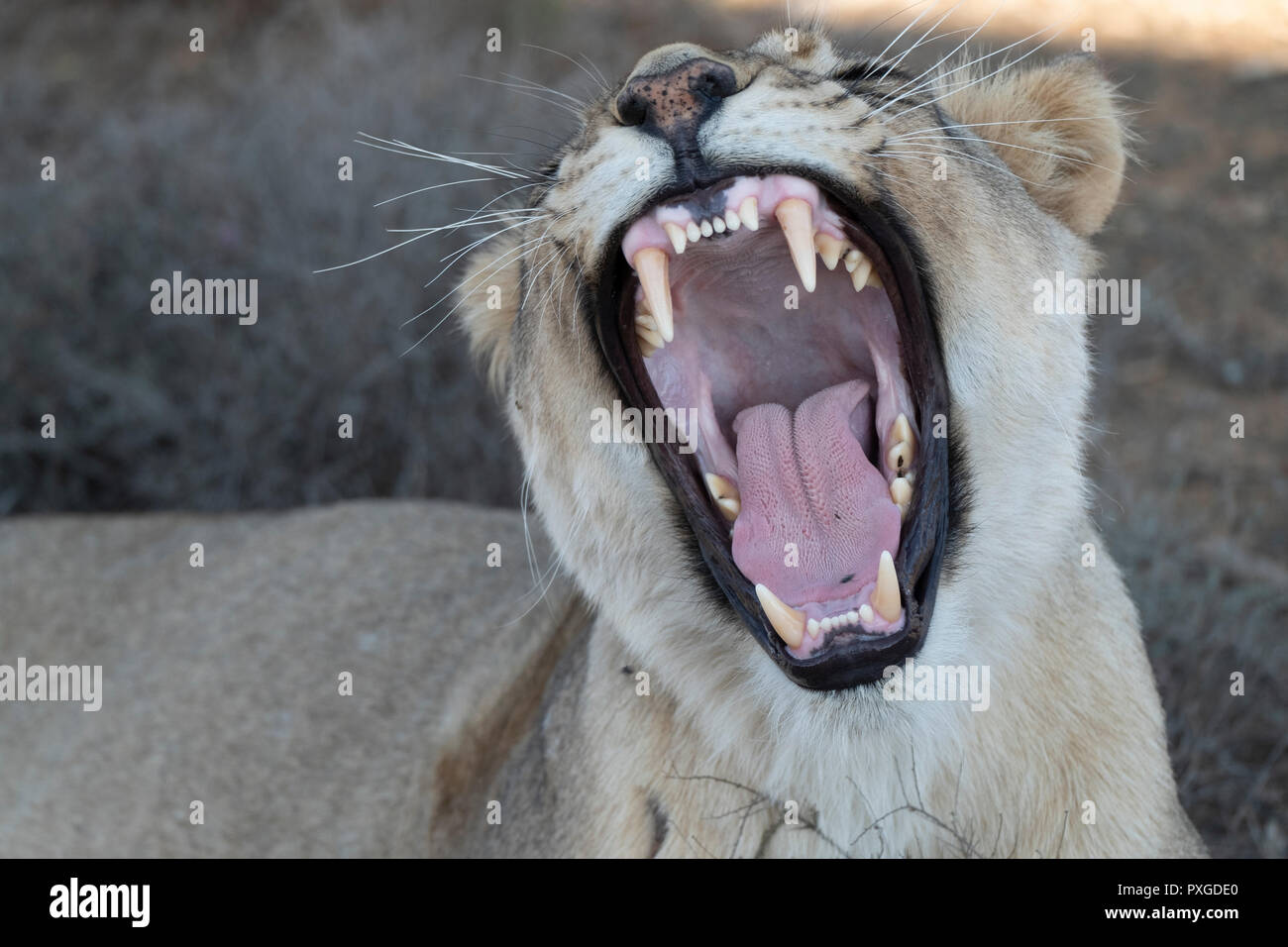 Big mouth yawn - African lioness Stock Photo