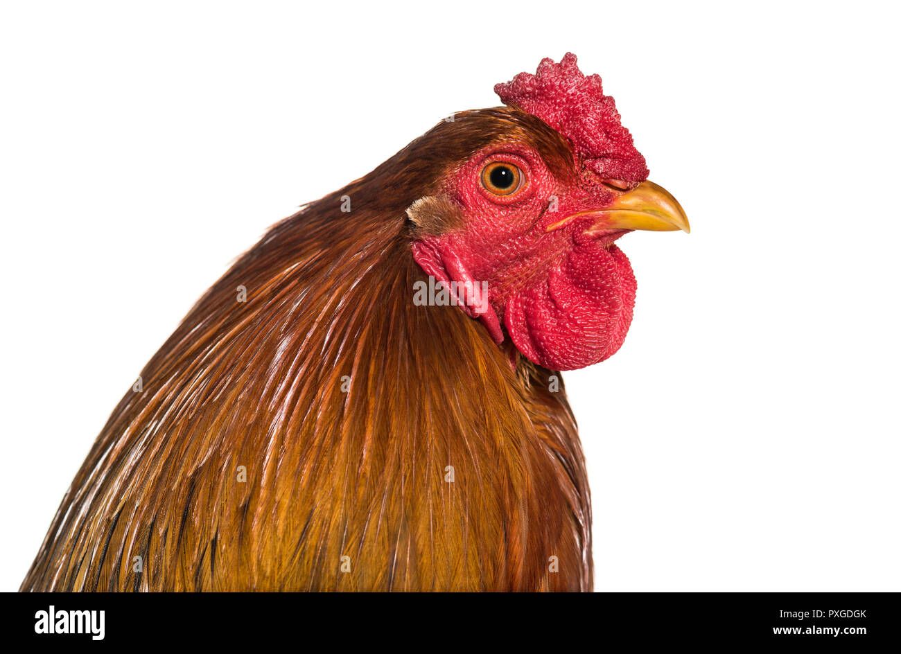 Brahma Rooster, close up against white background Stock Photo