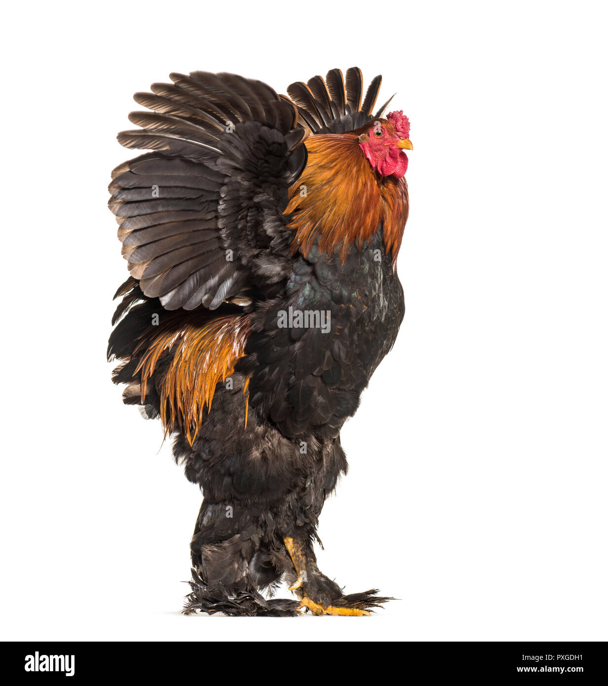Brahma Rooster, standing against white background Stock Photo