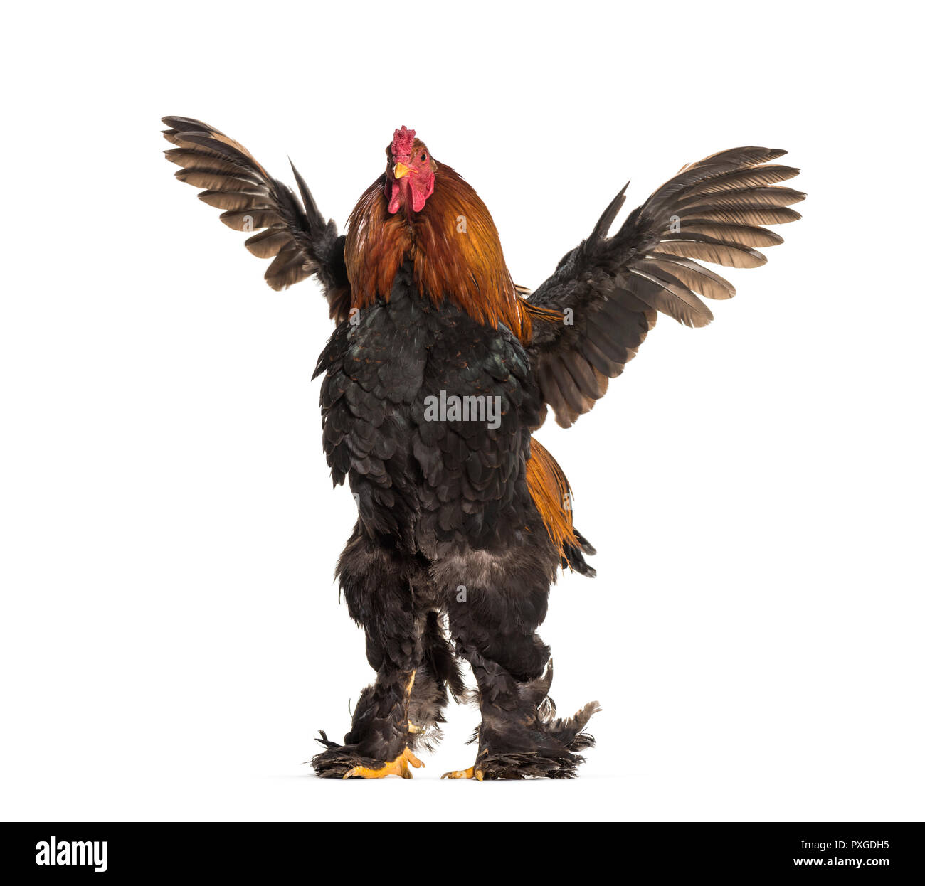Brahma Rooster, standing against white background Stock Photo