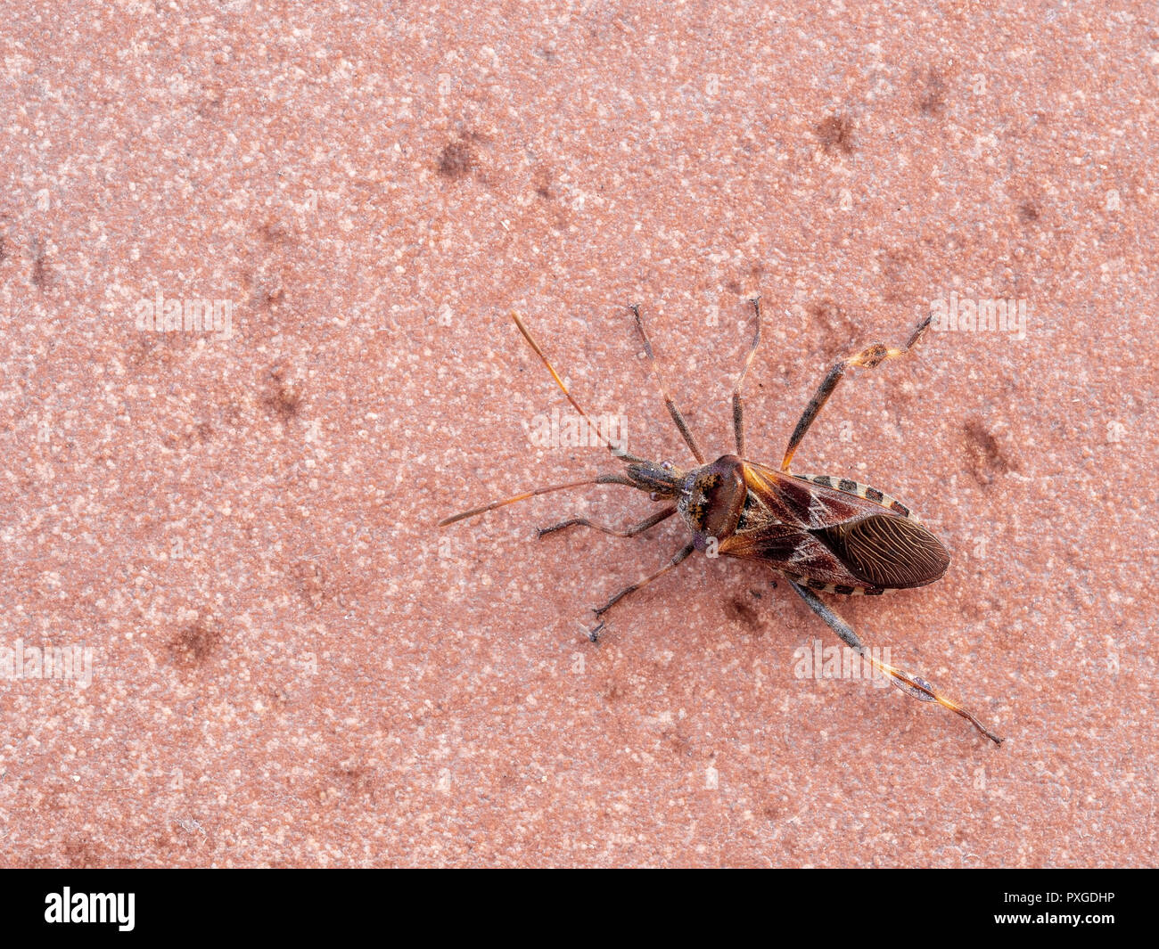 Insect pest, Western conifer seed bug, Leptoglossus occidentalis ...