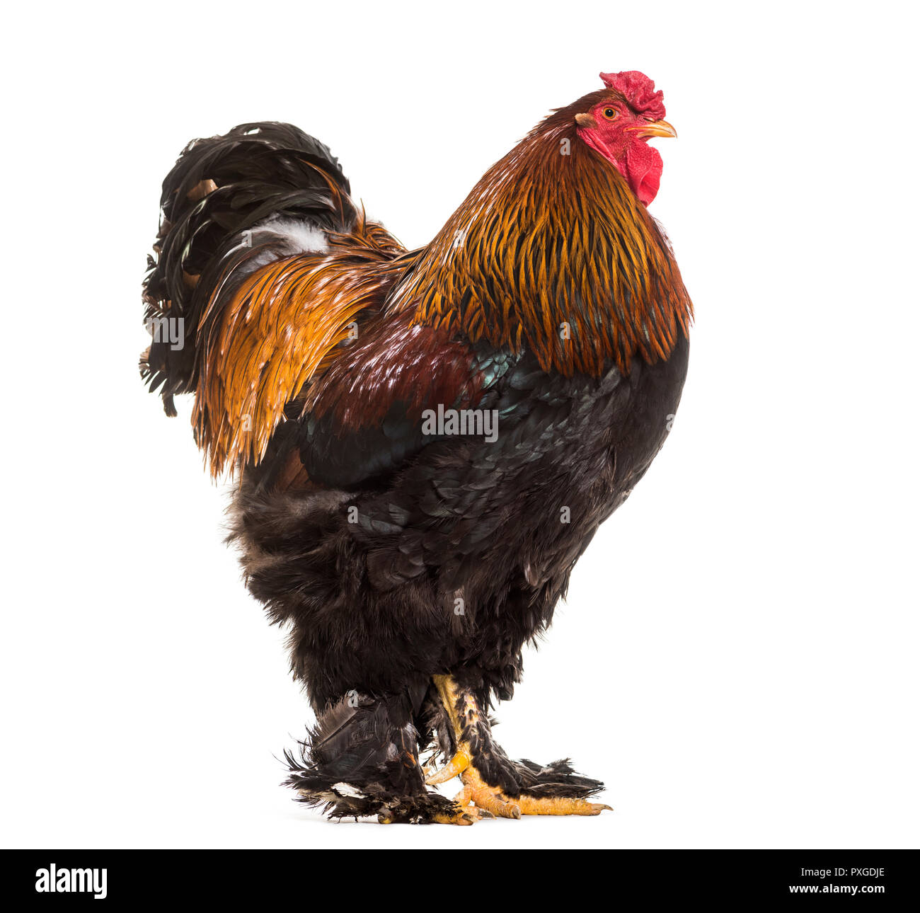 Brahma rooster, standing against white background Stock Photo